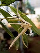 Angraecum angustum