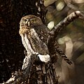 Glaucidium californicum (cat.)