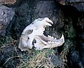 Lion skull