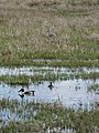 Ridgefield NWR, Washington, USA