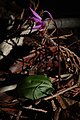 Calypso bulbosa