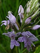 Dactylorhiza fuchsii mit Anthophila fabriciana im Elendstal.jpg