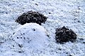 Molehills in Wintertime talpa europaea