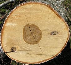 Silver Birch (Betula pendula)