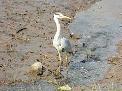 Adult; Cil-Maen shore, Pembrokeshire, Wales