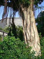 Chinese banyan (Ficus microcarpa)