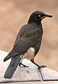 (Lamprotornis bicolor, cat.)