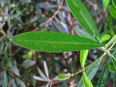 Leaf