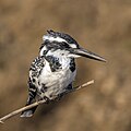 66 Pied kingfisher (Ceryle rudis leucomelanurus) female uploaded by Charlesjsharp, nominated by Charlesjsharp