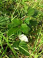 Rubus discolor