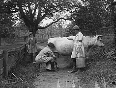 The Women's Land Army in Britain, 1915-1918 Q30664.jpg