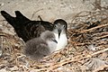 Wedge-tailed Shearwater with chick