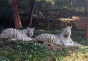 White tigers at Zoo park