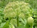 Inflorescence of subsp. litoralis