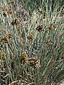 Juncus acutus, Spain