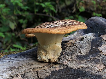 "Polyporus_squamosus,_Dryad's_Saddle.jpg" by User:Stu's Images