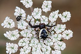 Synema globosum (Red Crab Spider)