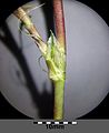 Stipe with leaf stalk and stipule