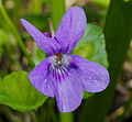 Wald-Veilchen - Viola reichenbachiana, im Waldpark Neckarau