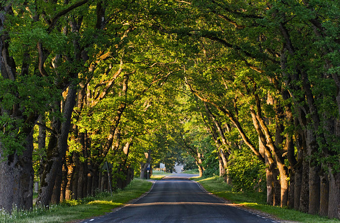 Avenue in Suuremõisa Author: maigi