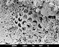 Sediment sample with microfossils