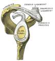 Glenoid fossa of right side
