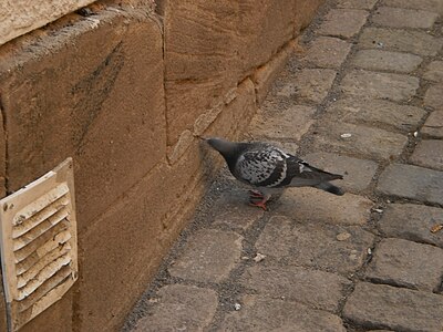 photo of a Pigeon in spring 2016, eating for eggs???