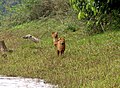 Dholes, parc National de Periyar