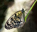 Image 90Rice paper butterfly with light shining through in Butterfly World, Florida