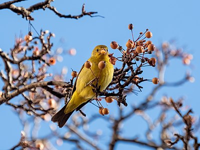 "Western_tanager_in_Chelsea_(75305)2-2.jpg" by User:Rhododendrites