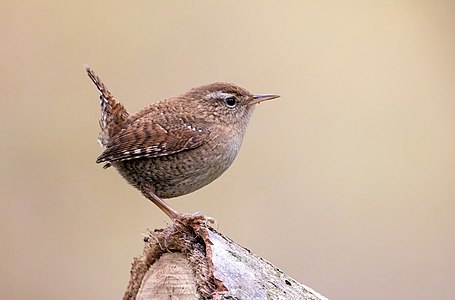 "Eurasian_wren_(Troglodytes_troglodytes).jpg" by User:Alexis Lours