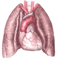 Heart and lungs