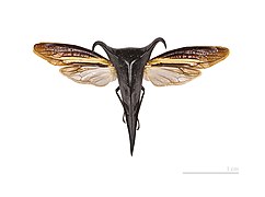 Hemikyptha marginata Mounted specimen, dorsal view