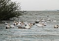 at Lake Zway, Ethiopia