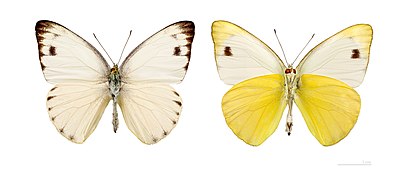 Museum specimen ♂ Both sides