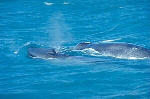 Blue Whale with Calf, Ólafsvík, Iceland