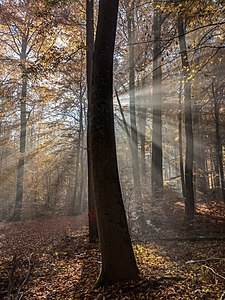 "Bruderwald-Herbst-026375.jpg" by User:Ermell