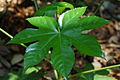 Close-up of young leaf