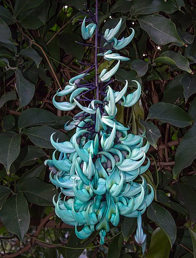 Jade vine