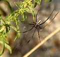 Latrodectus tredecimguttatus ♂