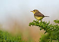 Melodious warbler (Hippolais polyglotta) au Petit Loc'h.