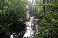 Naturschutzgebiet Pinnauquelle in Henstedt-Ulzburg August 2019