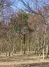 Tree in Denmark