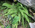 Asplenium trichomanes ssp. quadrivalens Sierra de Grazalema, Cádiz.