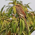 45 Yellow-billed shrike (Corvinella corvina corvina) uploaded by Charlesjsharp, nominated by Charlesjsharp