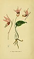 Calypso bulbosa Tafel 60 in: Walter Müller: Abbildungen der in Deutschland und den angrenzenden Gebieten vorkommenden Grundformen der Orchideenarten Berlin (1904)