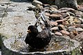 Amsel (Turdus merula) bathing in the garden