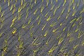 74 Green rice sheaves planted in a paddy field with long shadows at golden hour in Don Det Laos uploaded by Basile Morin, nominated by Basile Morin,  19,  0,  0