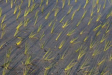 "Green_rice_sheaves_planted_in_a_paddy_field_with_long_shadows_at_golden_hour_in_Don_Det_Laos.jpg" by User:Basile Morin