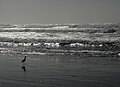 66 Ocean beach at low tide against the sun uploaded by Mbz1, nominated by Mbz1